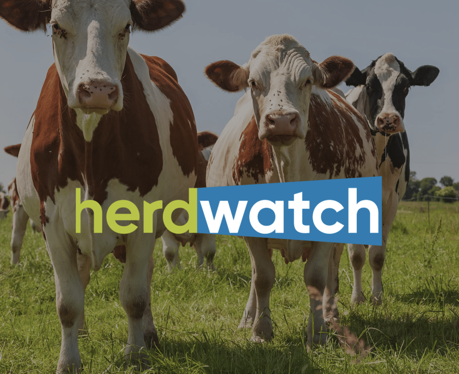 Custom Website Development for Herdwatch